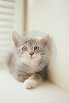 Cute little grey kitten lovely portrait on the windowsill