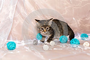 Cute little grey kitten, playing with balls on a white background.