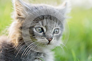 Cute little grey kitten playing in grass