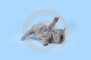 Cute little grey kitten playing on light blue background