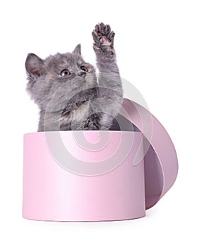 Cute little grey kitten playing with pink box on white background