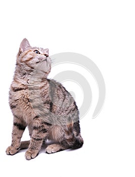 Cute little grey kitten playing on a white background