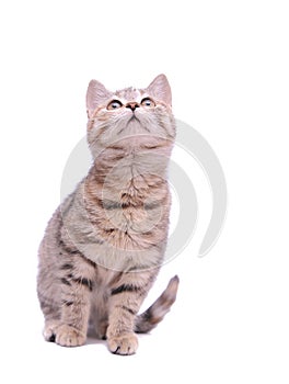 Cute little grey kitten playing on a white background