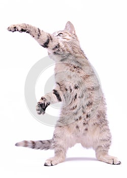 Cute little grey kitten playing on a white background