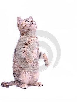 Cute little grey kitten playing on a white background