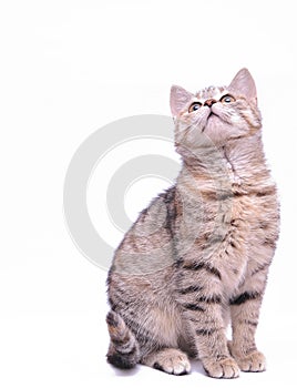 Cute little grey kitten playing on a white background