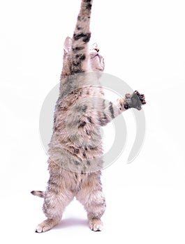 Cute little grey kitten playing on a white background