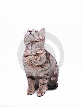 Cute little grey kitten playing on a white background