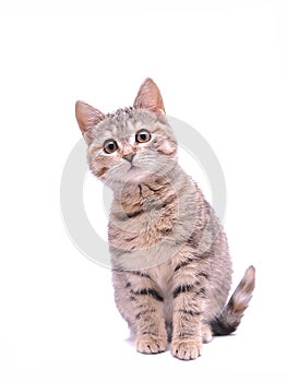 Cute little grey kitten playing on a white background