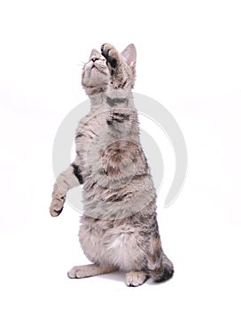 Cute little grey kitten playing on a white background