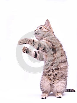 Cute little grey kitten playing on a white background