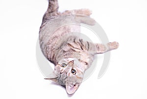 Cute little grey kitten playing on a white background