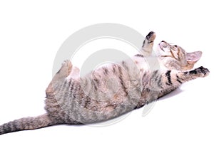 Cute little grey kitten playing on a white background