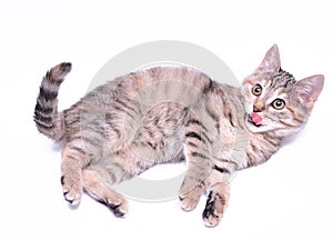 Cute little grey kitten playing on a white background