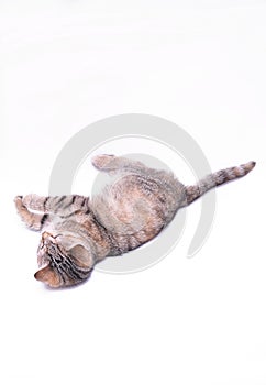 Cute little grey kitten playing on a white background