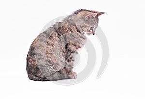 Cute little grey kitten playing on a white background