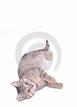 Cute little grey kitten playing on a white background