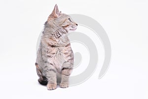 Cute little grey kitten playing on a white background