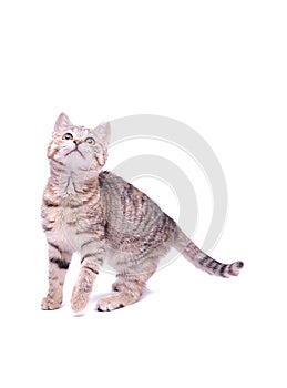 Cute little grey kitten playing on a white background