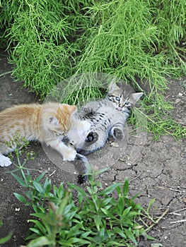 Cute little grey kitten plays with grass outdoor.