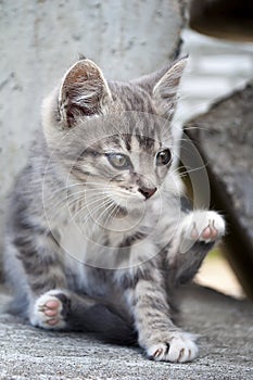 Cute little grey kitten sitting on concrete blocks outdoors