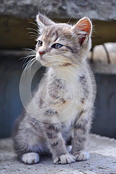 Cute little grey kitten sitting on concrete blocks outdoors