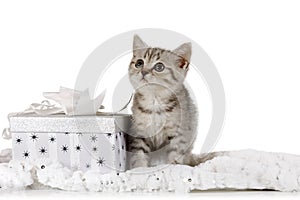 Cute little grey kitten sitting next to gift box