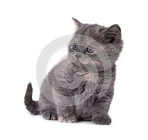 Cute little grey kitten sitting on white background