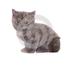 Cute little grey kitten sitting on white background