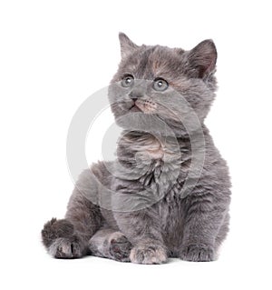 Cute little grey kitten sitting on white background