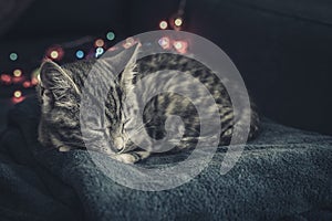 Cute little grey kitten sleeping