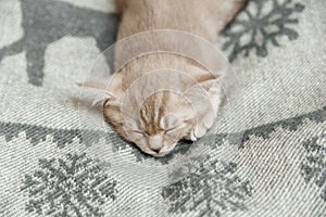 Cute little grey kitten. Tabby scottish straight on the woolen plaid.Top view
