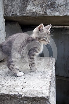 Cute little grey kitten walking on concrete blocks outdoors
