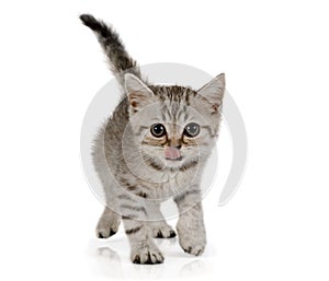 Cute little grey kitten walks on white background