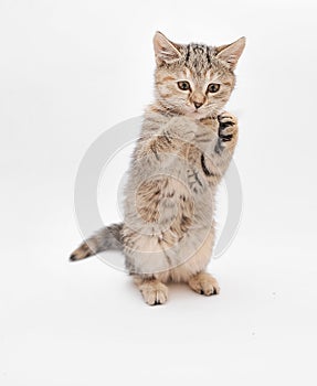 Cute little grey kitten on white background.