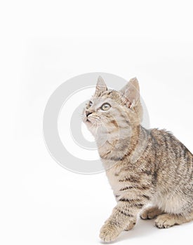 Cute little grey kitten on white background.