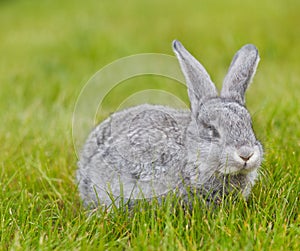 Cute little grey rabbit on green grass