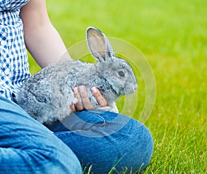 Cute little grey rabbit in the hands of a woamn on green grass b