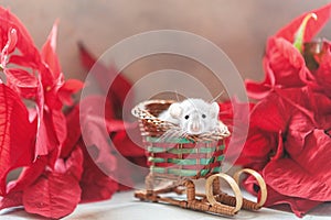 Cute little grey rat, mouse sitting on red sledges with poinsettia. Concept for New Year of the Rat. Chinese New Year symbol