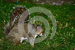 A cute little grey squirrel in the grass