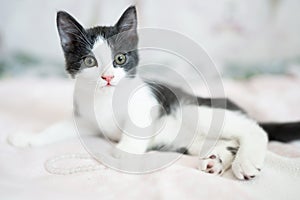 Cute little grey and white kitten sitting on sofa. Young cute little kitty at home. Cute funny home pets. Domestic