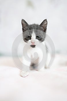 Cute little grey and white kitten sitting on sofa. Young cute little kitty at home. Cute funny home pets. Domestic