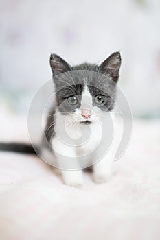 Cute little grey and white kitten sitting on sofa. Young cute little kitty at home. Cute funny home pets. Domestic