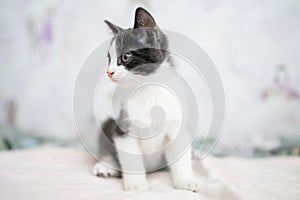 Cute little grey and white kitten sitting on sofa. Young cute little kitty at home. Cute funny home pets. Domestic