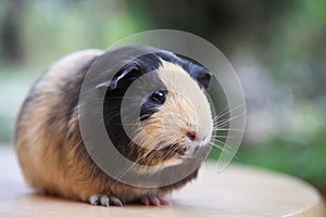 Cute little guinea pig