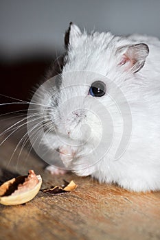Cute, little hamster eating a pistacchio nut