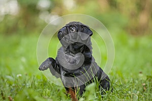 Cute little happy black puppy pug in park on grass training