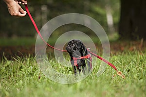 Cute little happy black puppy pug in park on grass training