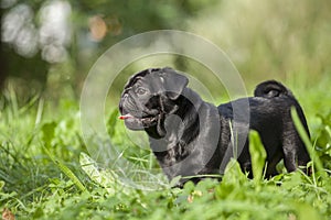 Cute little happy black puppy pug in park on grass training