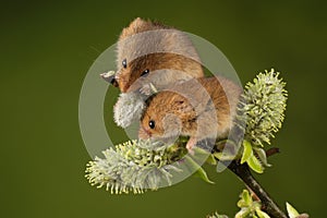 Two Harvest mouse sat on a hawthorn branch